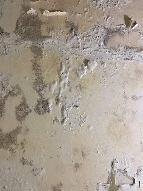Crawl Space Mold Removal in Ozona, TX